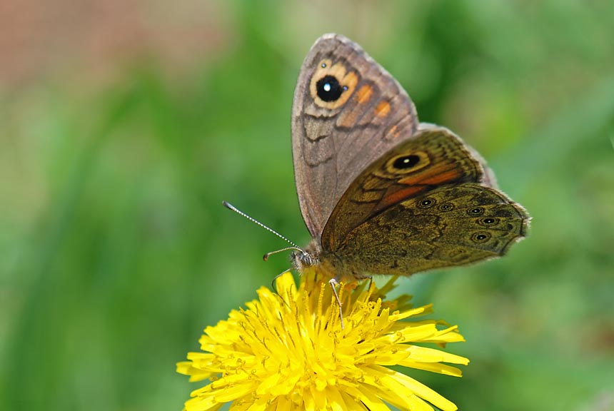 Lasiommata petropolitana